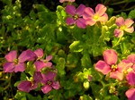 Aubrieta - Garten-Blaukissen Rosengarten