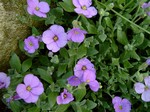 Photos Aubrieta