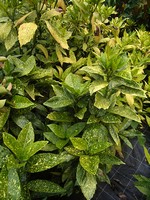 Aucuba japonica - Buntlaubige Aukube Variegata