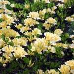 Photos Rhododendron mollis