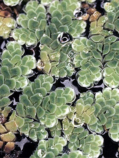 Fotos Azolla caroliniana - 