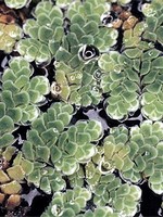 Fotos Azolla caroliniana