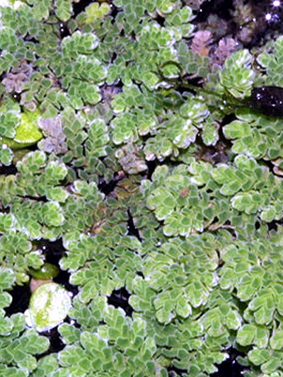 Photos Azorella trifurcata - 