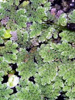 Azorella trifurcata - Andenpolster