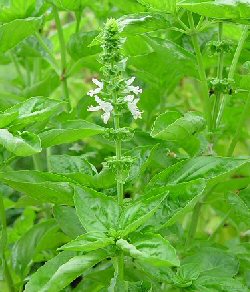 Orto Ocimum basilicum