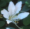 Bauhinia corniculata