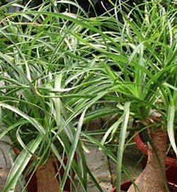 Beaucarnea recurvata