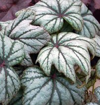 Begonia rex