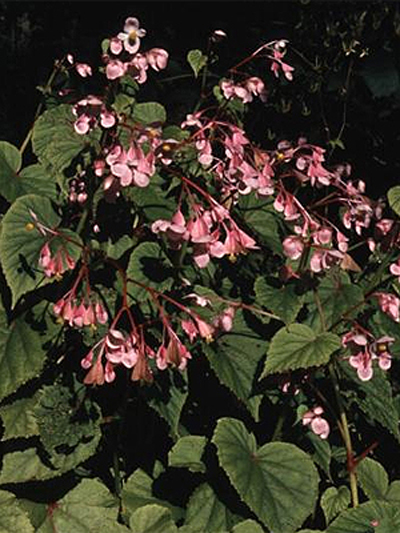 Photos Begonia grandis - 