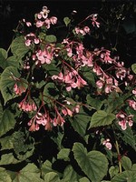 Begonia grandis - Japanisches Schiefblatt, Stauden-Begonie