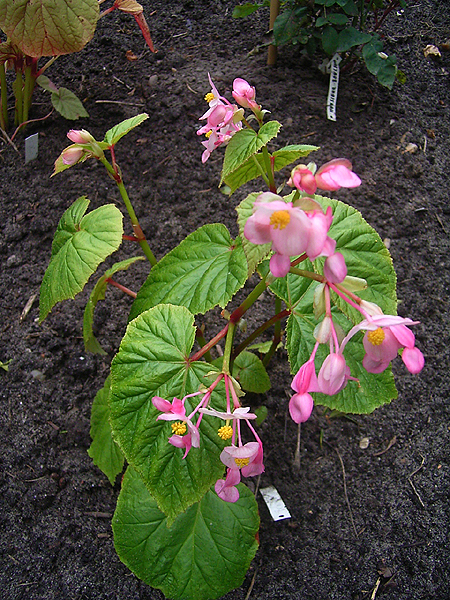 Photos Begonia sinensis - 