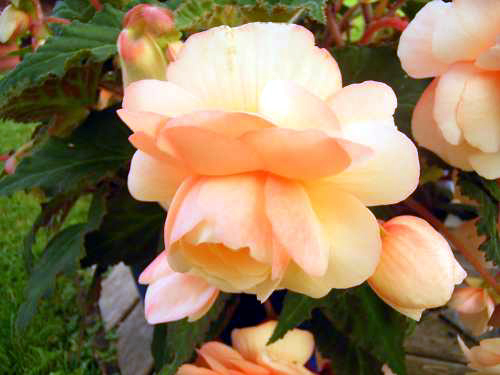 Photos Begonia tuberosa - 