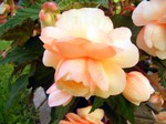Photos Begonia tuberosa