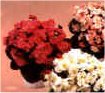 Appartamento Begonia
