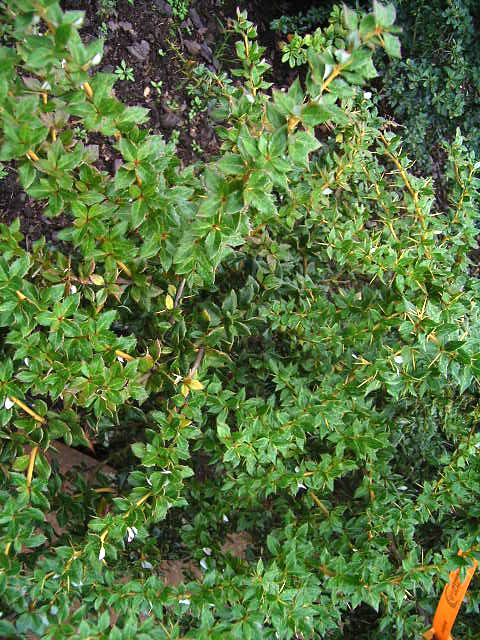 Photos Berberis thunbergii - Barberry