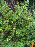 Photos Berberis thunbergii