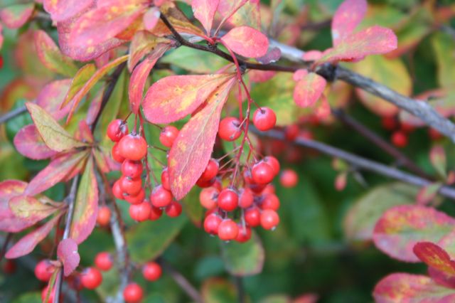 Fotos Berberis dictophylla - 