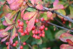 Photos Berberis dictophylla
