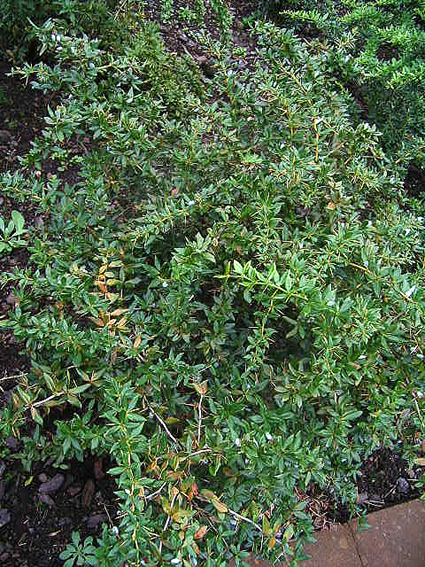 Photos Berberis gagnepainii var. lanceifolia - Darwin