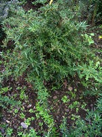 Photos Berberis gagnepainii