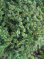 Berberitze Parkjuwel - 