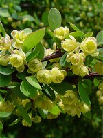 Photos Berberis thunbergii - Barberry