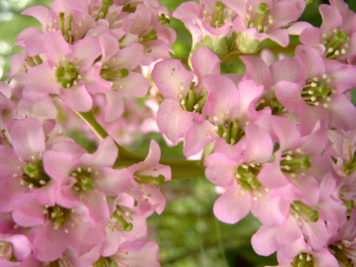 Photos Bergenia - Elephant-ear