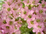 Photos Bergenia