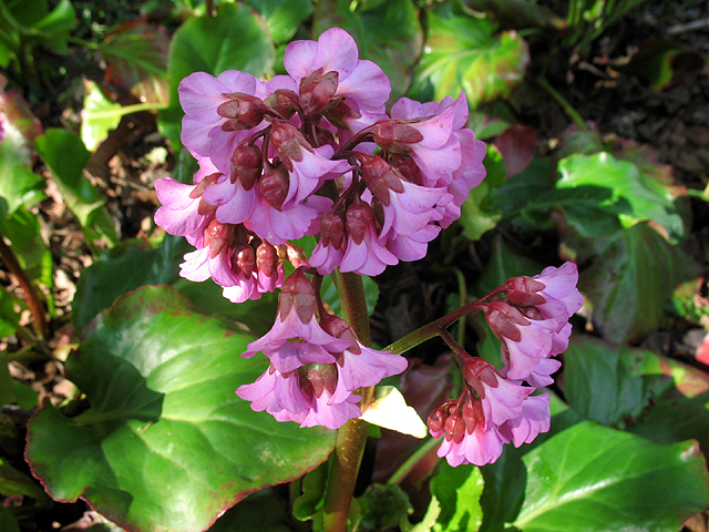 Photos Bergenia cordifolia