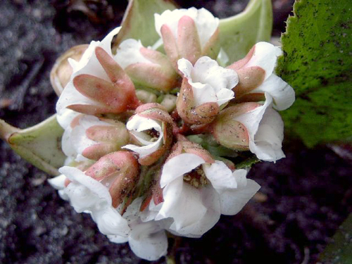 Photos Bergenia � schmidtii - Elephant-ear