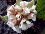 Photos Bergenia � schmidtii