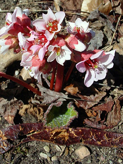 Bergenia Ciliata