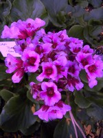 Photos Bergenia cordifolia