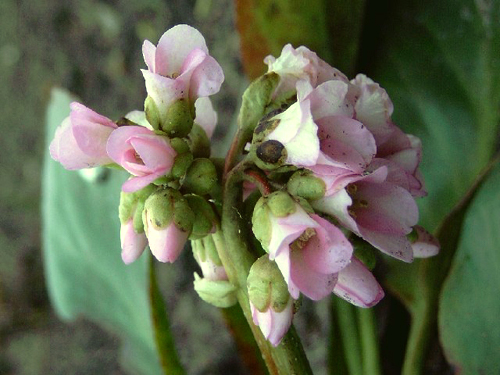 Photos Bergenia - Elephant-ear
