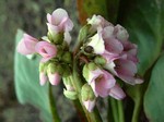 Photos Bergenia
