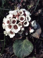 Photos Bergenia stracheyi