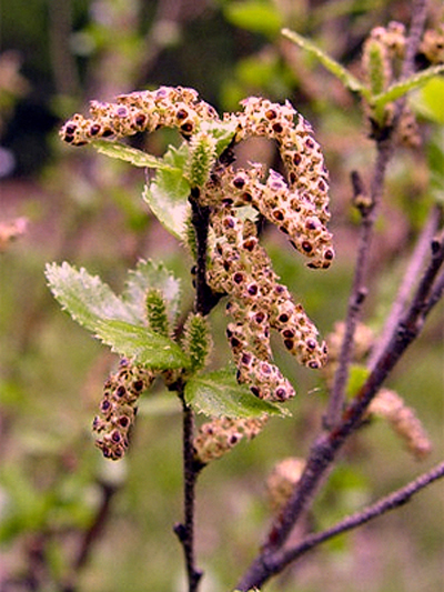 Photos Betula humilis - Betula minor
