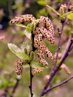 Betula humilis - Strauch-Birke