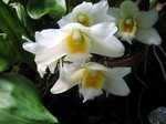 Bifrenaria harrisoniae - Alba