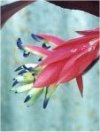 Billbergia nutans