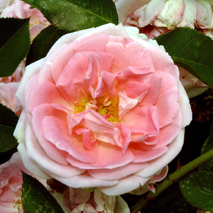 Photos Rosa - Rose