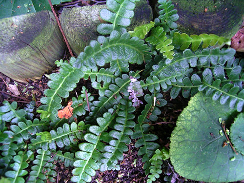 Photos Blechnum penna-marina - Deer fern