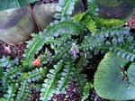 Fotos Blechnum penna-marina
