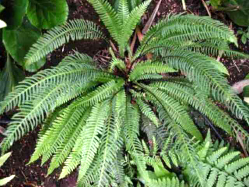 Photos Blechnum spicant - Deer fern