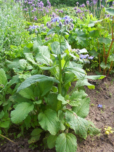 Photos Borago officinalis - Common borage