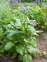 Borago officinalis - Stauden-Boretsch