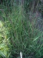 Photos Bouteloua curtipendula
