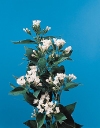 Bouvardia