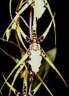 Orchidee Brassia