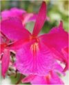 Orchidee Broughtonia